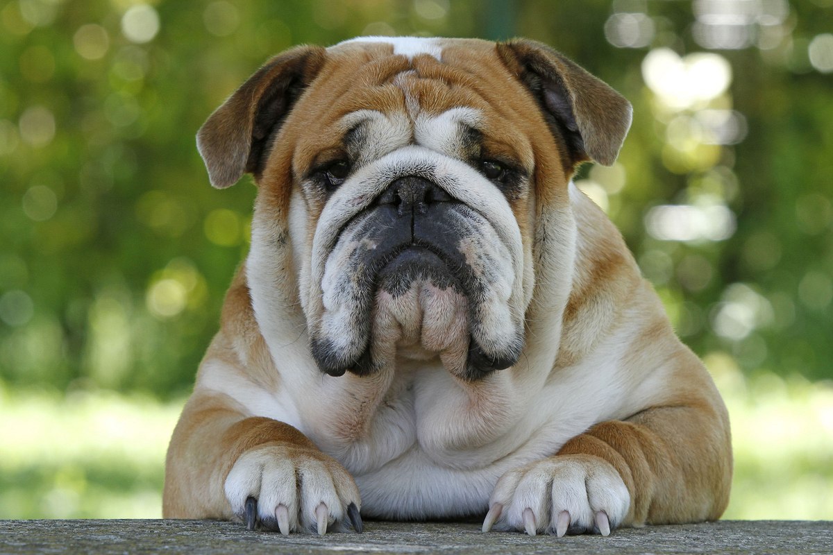 Race de chien : Bulldog anglais - Tout Chien le Magazine
