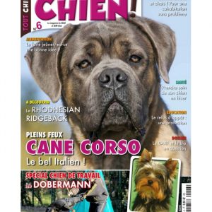 Tout chien numéro 006