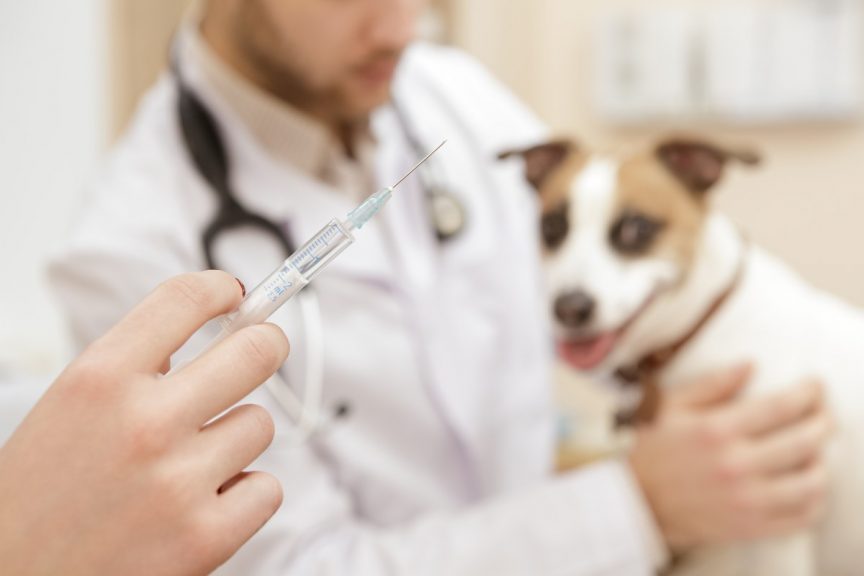 vaccination du chien