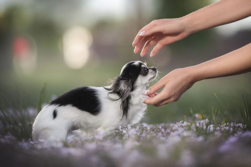 Savoir manipuler et porter son chien, par Tout Chien Magazine