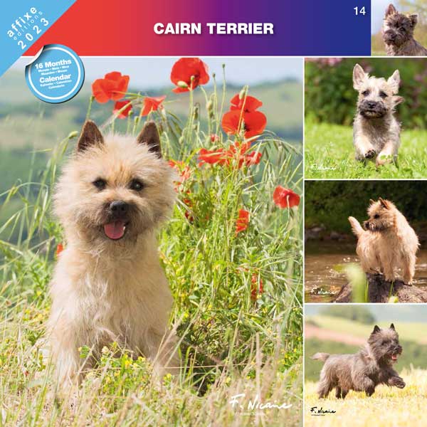 14 COUV CAIRN TERRIER 2023