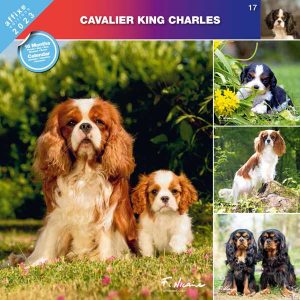 17 COUV CAVALIER KING CHARLES 2023