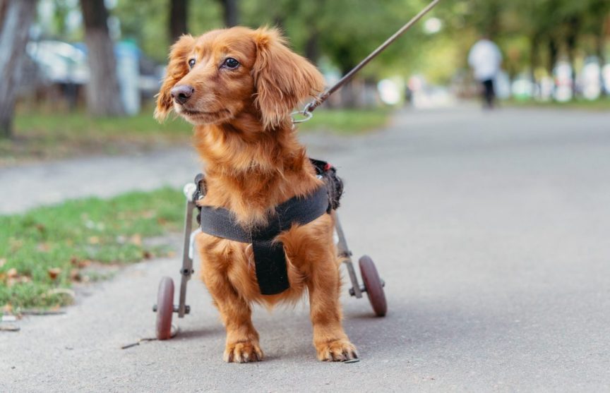 vivre avec un chien handicape